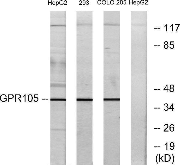 a09607 p2ry14 primary antibodies wb testing 3
