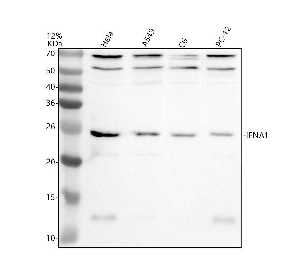 a09608 2 ifna1 primary antibodies wb testing 1