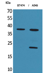 a09608 ifna1 primary antibodies wb testing 1