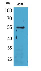 a09611 lilra4 primary antibodies wb testing 2