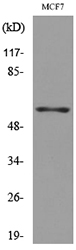 a09611 lilra4 primary antibodies wb testing 3