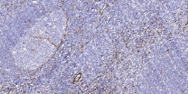a09613 rerg primary antibodies ihc testing 1