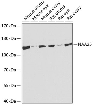a09617 naa25 primary antiboties wb testing 1
