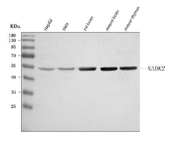 a09619 1 nadk2 primary antibodies wb testing 1