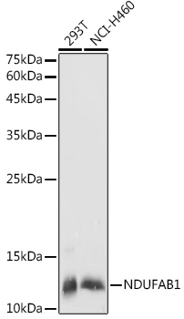Western blot analysis of extracts of various cell lines, using NDUFAB1  antibody  at 1:1000 dilution