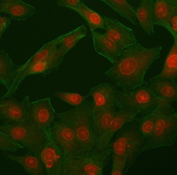  IF analysis of PHF11 using anti-PHF11 antibody (A09621-1)