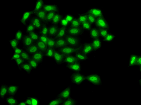 Immunofluorescence analysis of A549 cells using PHF11 antibody 