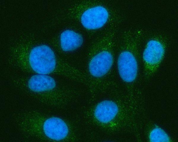 a09622 1 peli3 primary antibodies if testing 10