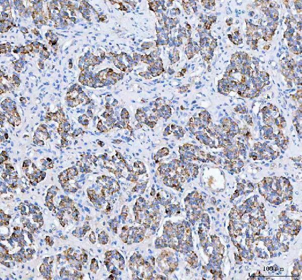 a09622 1 peli3 primary antibodies ihc testing 4