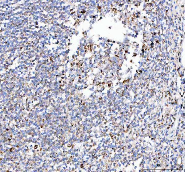 a09622 1 peli3 primary antibodies ihc testing 6