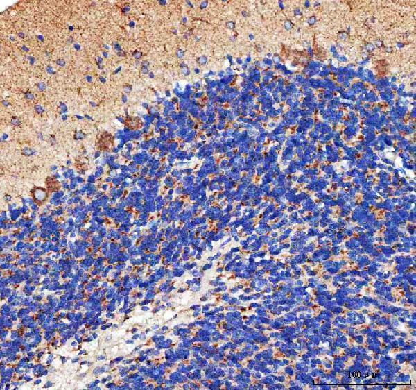 a09622 1 peli3 primary antibodies ihc testing 7