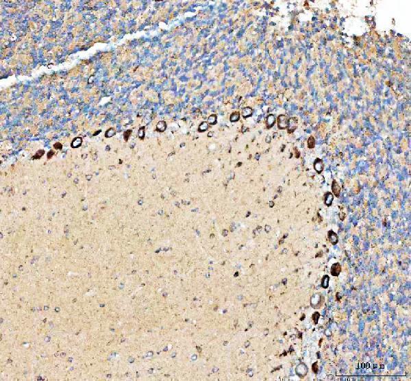 a09622 1 peli3 primary antibodies ihc testing 9