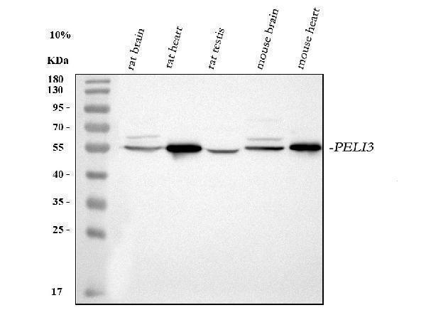  Western blot analysis of PELI3 using anti-PELI3 antibody (A09622-1)