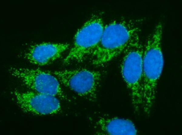 a09623 1 pmpca primary antibodies if testing 10
