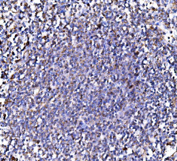 a09623 1 pmpca primary antibodies ihc testing 5