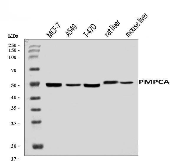 a09623 1 pmpca primary antibodies wb testing 1