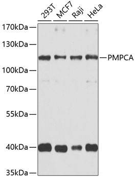 a09623 pmpca primary antiboties wb testing 1