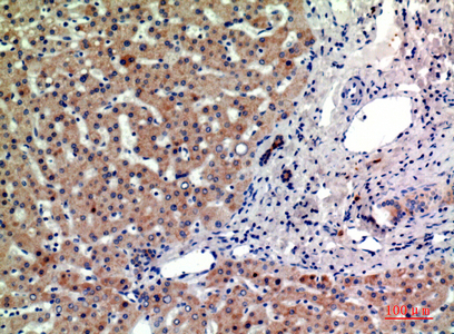 a09624 ptgfrn primary antibodies ihc testing 3