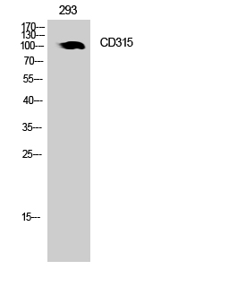 a09624 ptgfrn primary antibodies wb testing 2