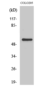 a09628 grk7 primary antibodyes wb testing 1