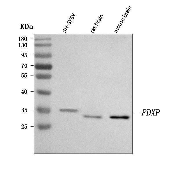  Western blot analysis of PDXP using anti-PDXP antibody (A09629-2)