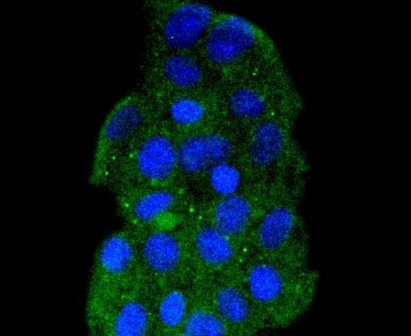 a09630 1 hspa14 primary antiboties icc testing 2