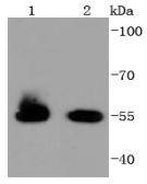 a09630 1 hspa14 primary antiboties wb testing 1