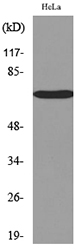 Western blot analysis of lysate from HeLa cells, using PVRL3 Antibody