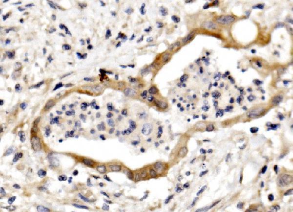  IHC analysis of Nectin 3/NECTIN3 using anti-Nectin 3/NECTIN3 antibody (A09633-3)