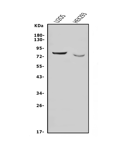  Western blot analysis of Nectin 3/NECTIN3 using anti-Nectin 3/NECTIN3 antibody (A09633-3)