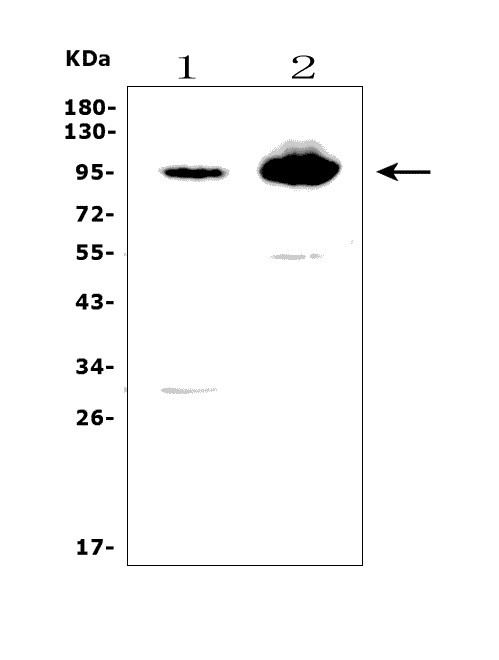 a09638 2 epb41l5 primary antibodies wb testing 1