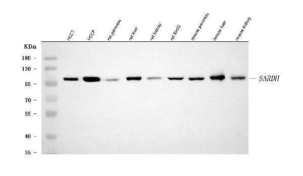 a09641 1 sardh primary antibodies wb testing 1