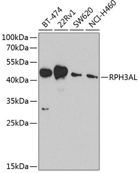 a09648 rph3al primary antiboties wb testing 1