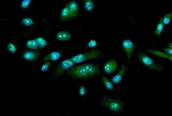 a09653 1 fezf1 primary antibodies if testing 2