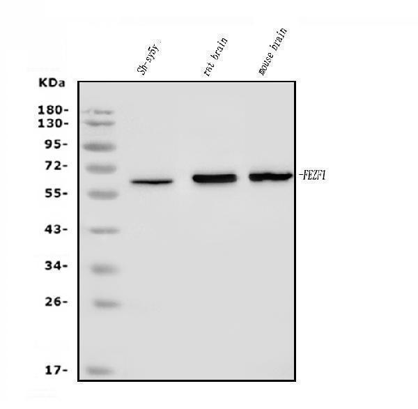 a09653 1 fezf1 primary antibodies wb testing 1