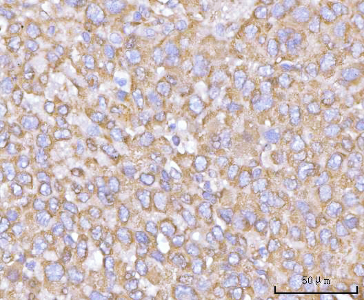  IHC analysis of NANP using anti-NANP antibody (A09658)