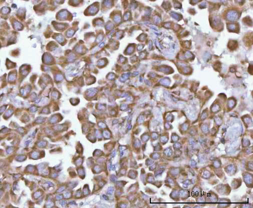  IHC analysis of NANP using anti-NANP antibody (A09658)