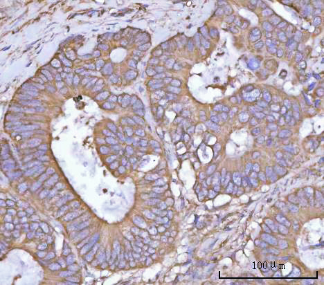a09658 nanp primary antibodies ihc testing 4