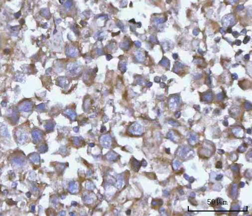 a09658 nanp primary antibodies ihc testing 5