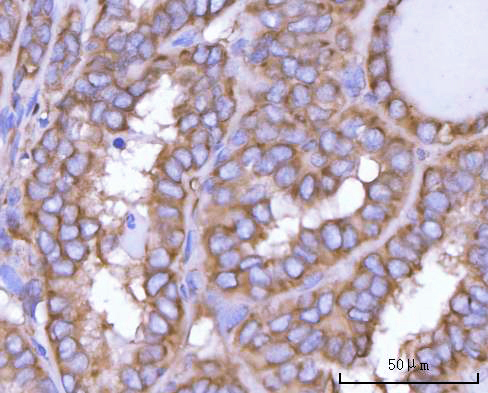 a09658 nanp primary antibodies ihc testing 6