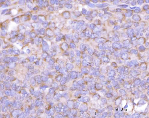 a09658 nanp primary antibodies ihc testing 7