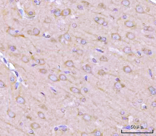 a09658 nanp primary antibodies ihc testing 8