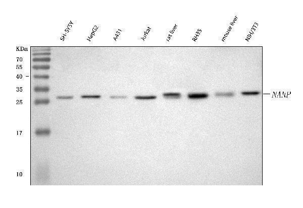  Western blot analysis of NANP using anti-NANP antibody (A09658)