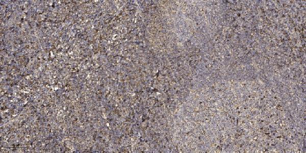 a09660 shc2 primary antibodies ihc testing 1