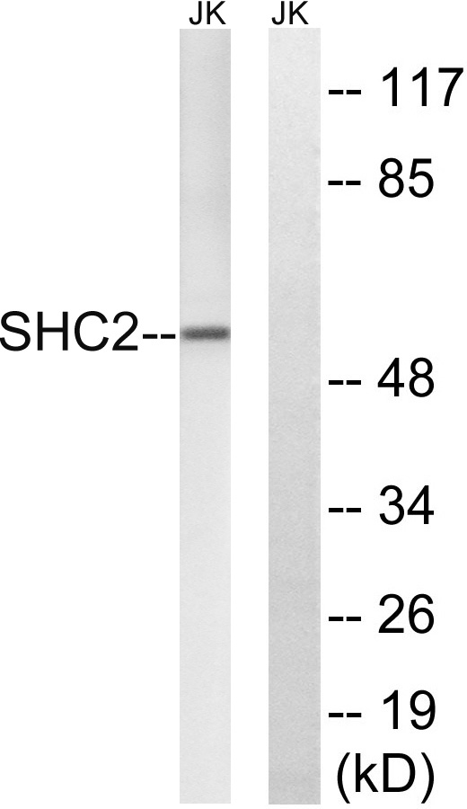 a09660 shc2 primary antibodies wb testing 2