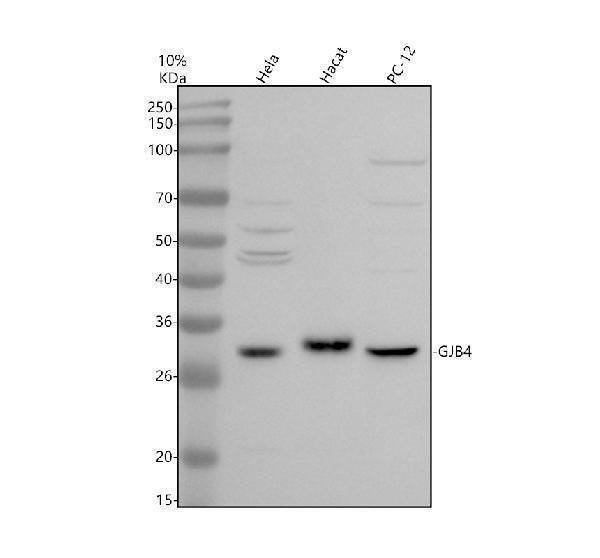 a09663 gjb4 primary antibodies wb testing 1