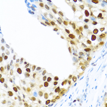 a09665 khdrbs2 primary antiboties ihc testing 2