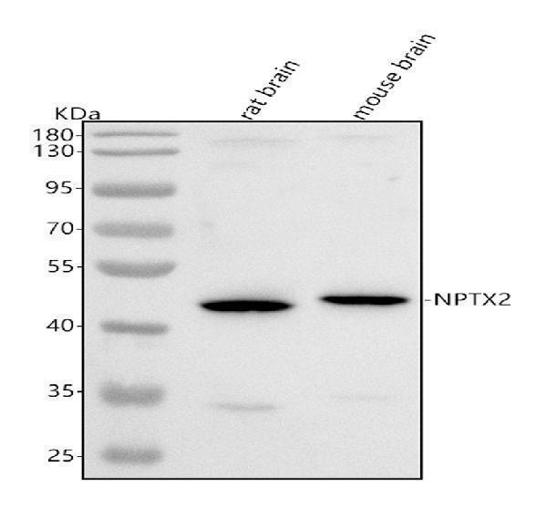 a09667 1 nptx2 primary antibodies wb testing 1
