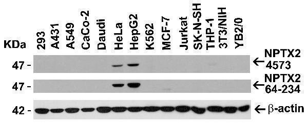a09667 nptx2 primary antibodies wb testing 2