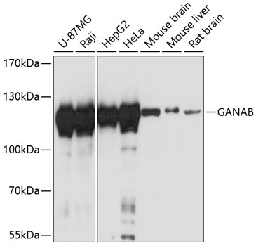 Western blot analysis of extracts of various cell lines, using GANAB antibody  at 1:3000 dilution
